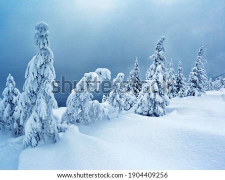 Bright winter spruces in snow on a frosty day. Location place Carpathian mountains, Ukraine, Europe. Vibrant photo wallpapers. Christmas holiday concept. Happy New Year! Discover the beauty of earth.