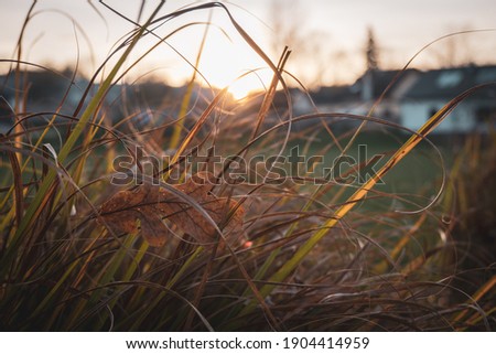 Grass at fall, park in Prague, Czech republic