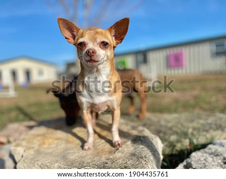 Cute little golden colored chihuahua perched on a big limestone rock outside on a beautiful day at the fear free positive reinforcement canine enrichment training and boarding facility 
