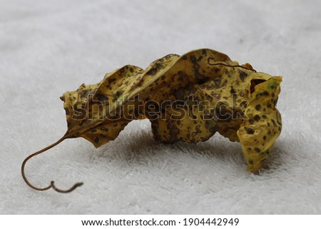 A closeup shot of a dried autumnal leaf on a white surface
