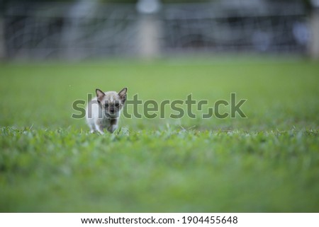 Photograph of kitten at field. photograph contain lens depth effect and beautiful. 