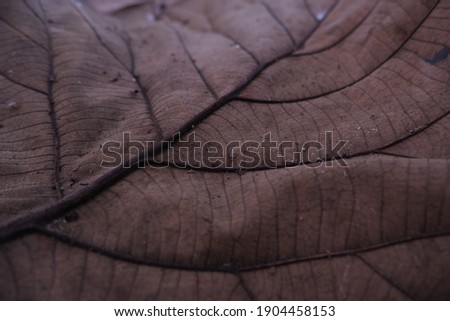 Dried teak (Tectona grandis) leaves. In Gunung Kidul, Yogyakarta, dried teak leaves are usually the habitat for caterpillars.