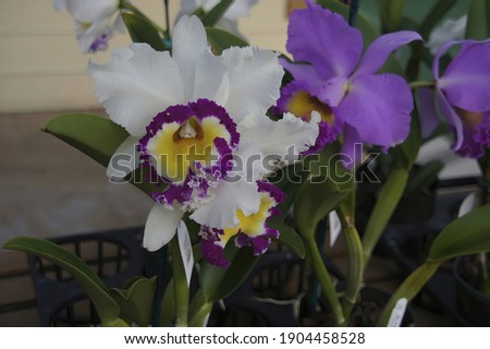 A beautiful view of purple Hawaii orchids growing in the field on a blurry background