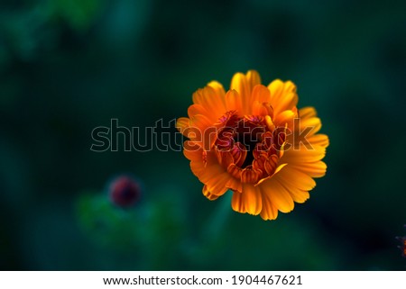 fresh orange marigold flower in the garden - close up, summer calendula on the green background