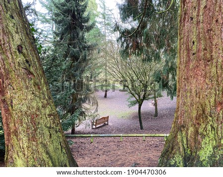 A view through two large pine trees to a clearing with a bench.