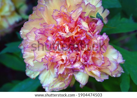 Yellow and orange flower of a peony plant