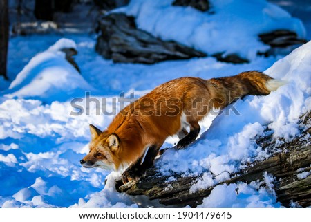 Red fox in the winter snow