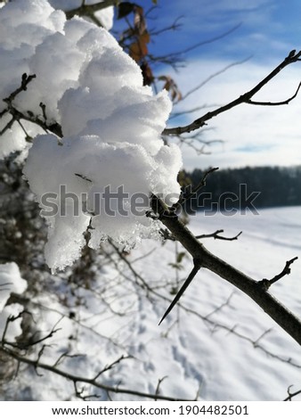 A vertical shot of the snow-covered tree branches on the blurred background