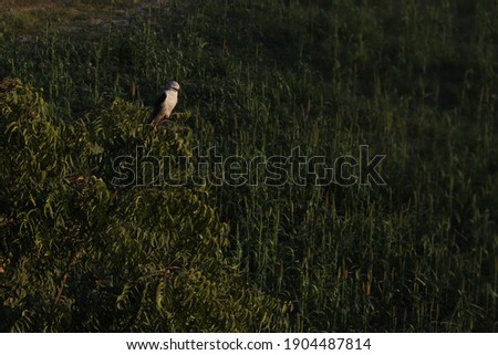 Beautiful Barn Owl also known as Tyto alba with white face perched on a tree, moody background , Wildlife scene from the nature habitat , green  forest
