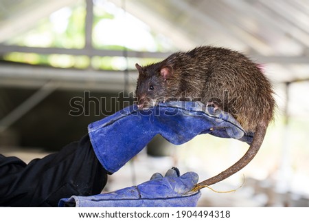 Big brown rat on hand farmer in a farm.