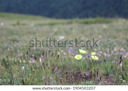 yellow poppy, Altai mountains, Altai regoin