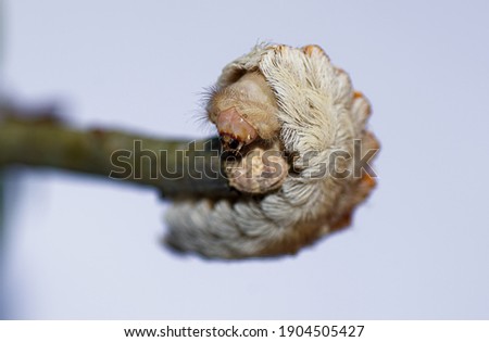 puss caterpillar - Megalopyge opercularis -head shot with selected focus on the head and mouth parts,  larval form of southern Flannel moth on oak leaves Royalty-Free Stock Photo #1904505427