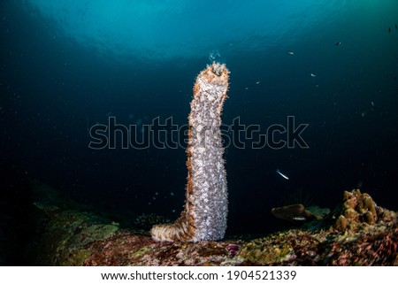 sea cucumber spawning at Andaman Sea Royalty-Free Stock Photo #1904521339