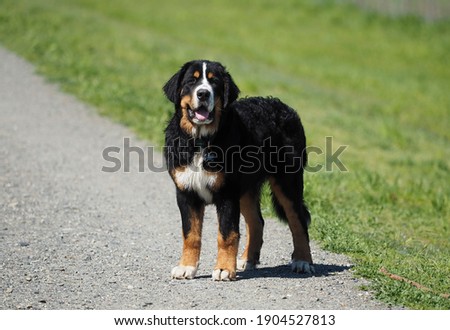 Male Bernese Mountain dog posing for a picture on a sunny afternoon walk