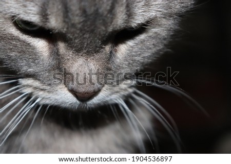 grey cat close up with pretty eyes