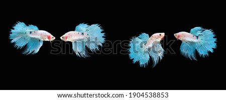Photo collage of blue white ice combination crown tail type of betta splendens siamese fighting fish isolated on black color background. Image photo