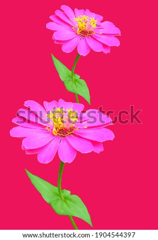 Two pink zinnia flower on pure magenta background for stock photo. Card or print media