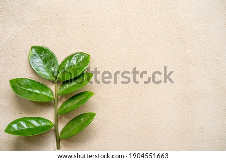 Zamioculcas leaves on sandy background.