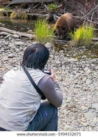 Photographer taking picture of a Bear hunting fish in Lake Tahoe, Nevada, USA