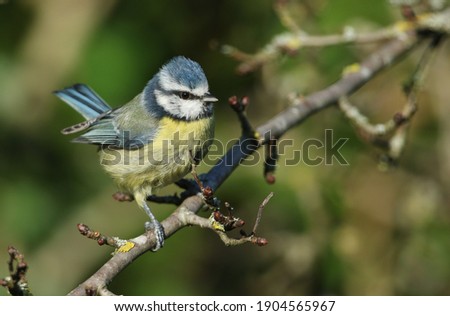 A Blue Tit, Cyanistes caeruleus, perched on a branch of a tree.