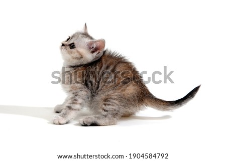 Purebred kitten on a white background	
