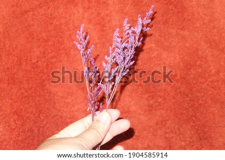 Dried flower held by hand