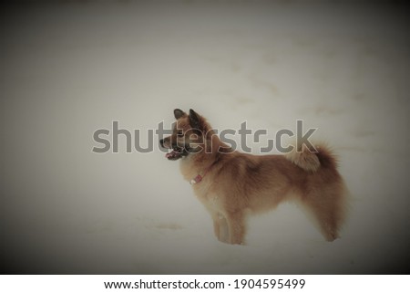 Yamagata Prefecture, Japan Winter
snow day. Retro dog photo