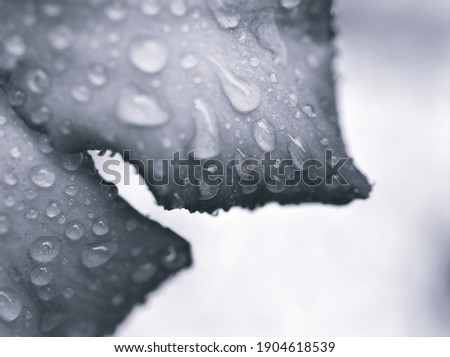 flower petals in black and white blurred background ,soft selective focus ,macro and old vintage style photo water drops ,abstract background ,gray colour for letter ,blurred concept ,free space