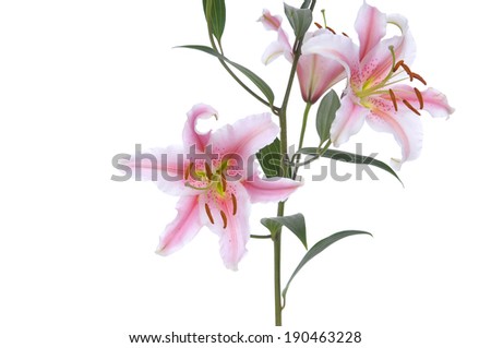 Lilium exotic Triumphator isolated