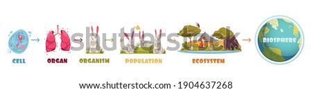 Biological hierarchy infographics scheme from cell and organ to ecosystem and biosphere cartoon vector illustration Royalty-Free Stock Photo #1904637268