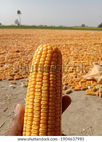 Close up capture of yellow corn. A man holding beautiful yellow ripe corn in hand. Photography of corn product. Sweet and fresh corn picture.