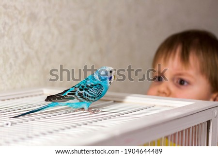 A beautiful blue budgie sits without a cage. Tropical birds at home. Feathered pets at home. Royalty-Free Stock Photo #1904644489