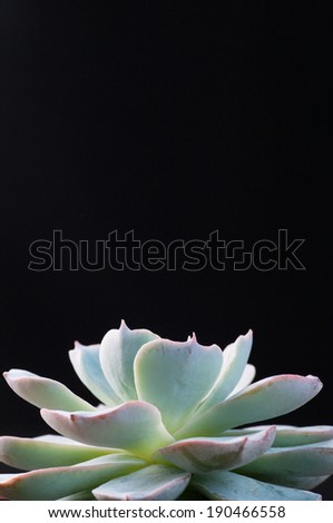 succulent - green cactus flower in the dark