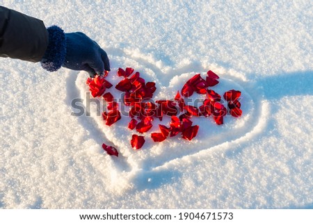 Flat lay rose flowers petals on heart shape white snow, woman sprinkle the petals. Heart-symbol of love, Valentines Day, 14 February