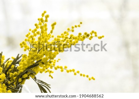 Beautiful yellow mimosa flower blossom in glass vase in spring time on light background. Color of the year 2021