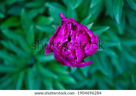 Single beautiful dark pink peony in bloom 