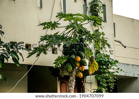 Picture of nature fresh organic papaya fruits on tree.