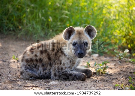 spotted hyena cub - very alert.