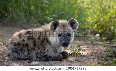spotted hyena cub - very alert.