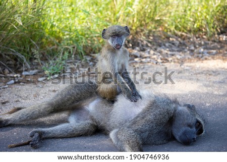cute baby chacma baboon sitting on his mother