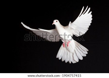 Symbol of freedom for the world Royalty-Free Stock Photo #1904757415