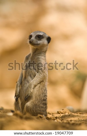 Attentive meerkat (Suricata suricatta)