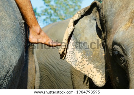 close up  of head of asian elephant 