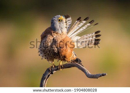 Male kestrel in a perch