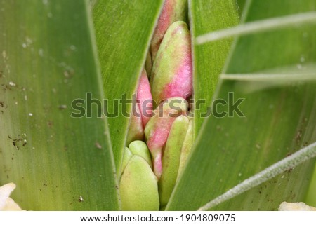 
Pink hyacinth flower buds macro photo