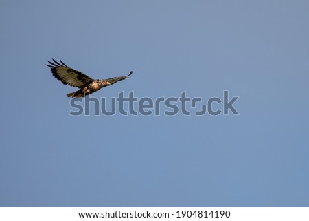 photo of a Jackal Buzzard in flight