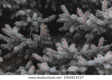 Fluffy Christmas tree branches, no decorations