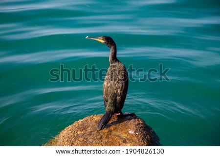 Macro Telephoto Shot. Photo of a Cormorant on the Rock in the Afternoon. Windy Sunny Day.