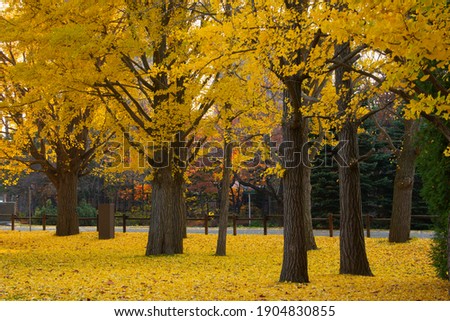 bright yellow leaves in nakajima park