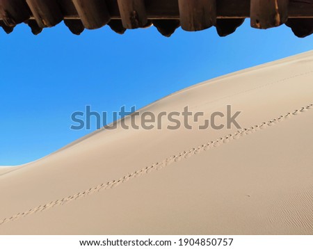 The blue sky, the desert, the eaves, and the footprints form a unique picture that makes people think about it